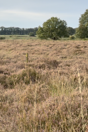 Scherm­afbeelding 2024-10-15 om 20.06.10